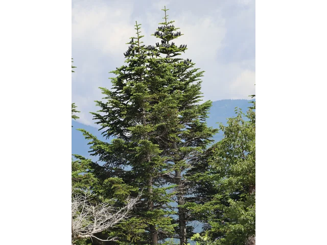 Abies mariesii