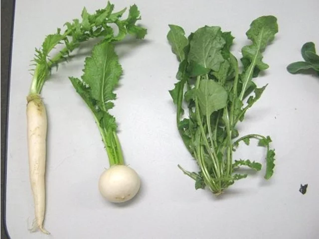 Turnip