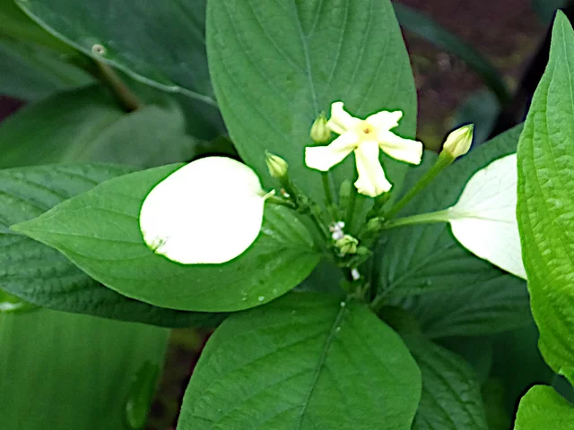 非洲玉叶金花