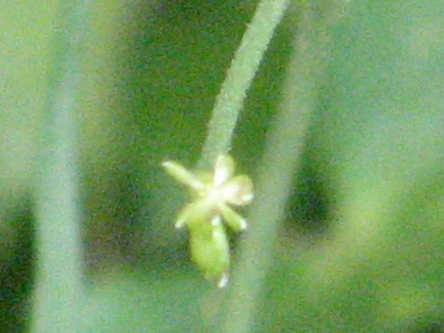 Japanese Buttercup