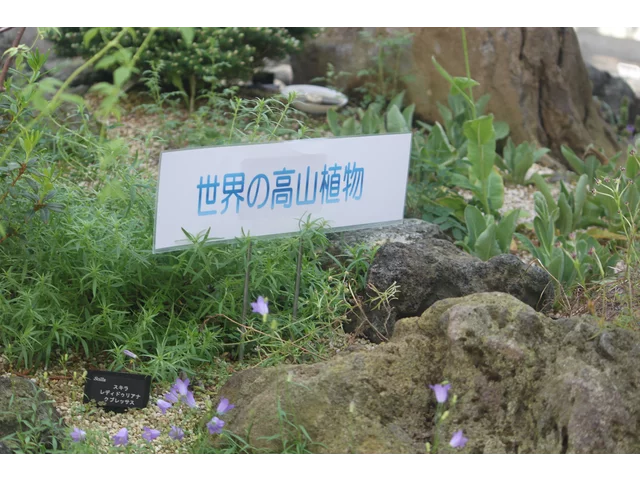 绵枣儿 ' 榴莲柏夫人 '