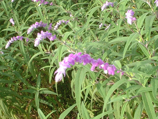 Salvia leucantha