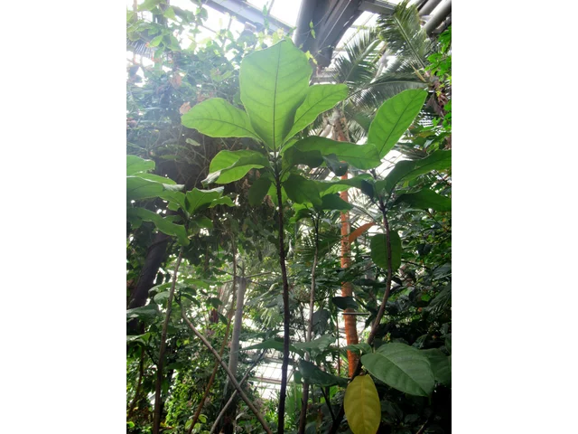 Pingpong tree