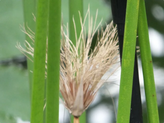 紙莎草