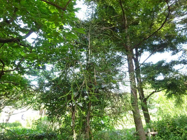 Araucarioides