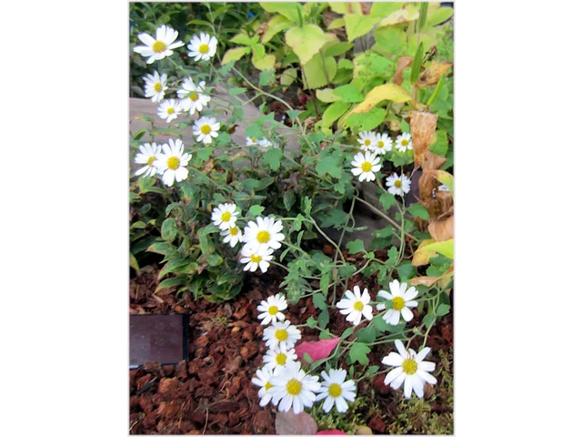 竜脳菊