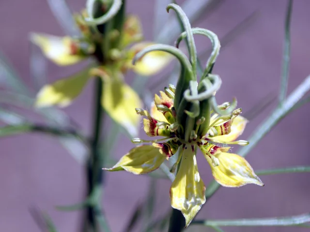 Nigella orientalis