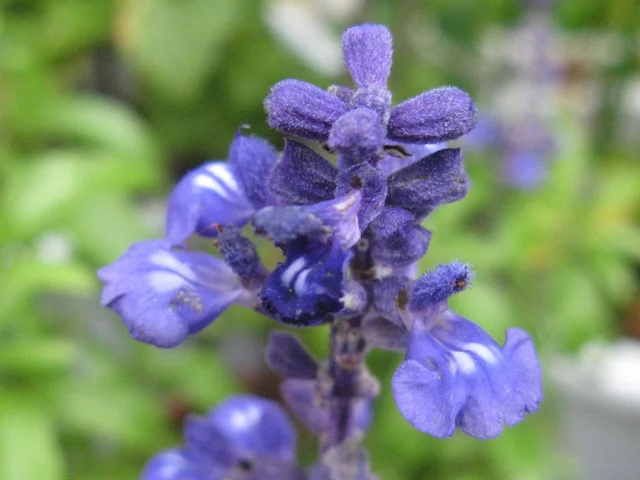 Blue salvia