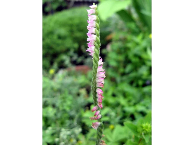 Spiranthes sinensis