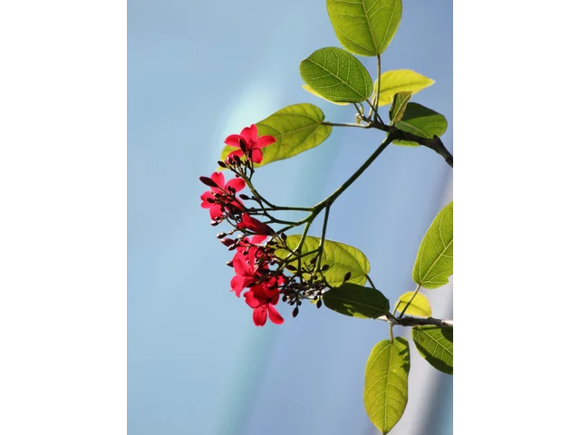 提琴叶麻疯树