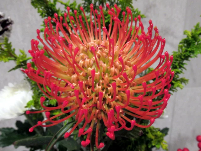 Pincushion