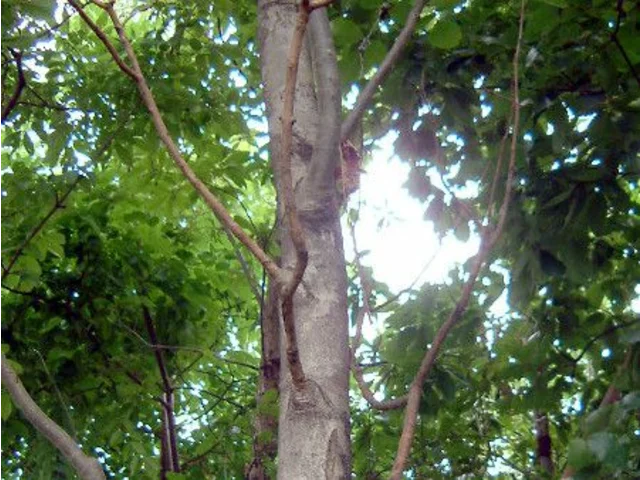 梣
