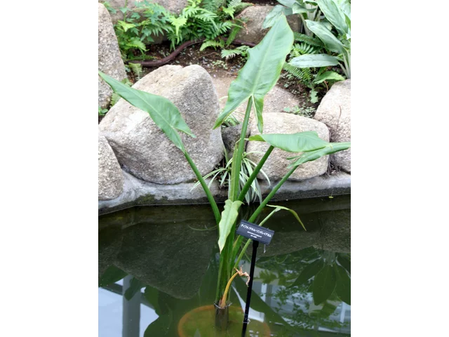 马达加斯加巨水芋