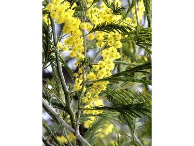 Acacia dealbata