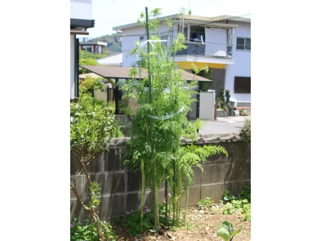 胡萝蔔