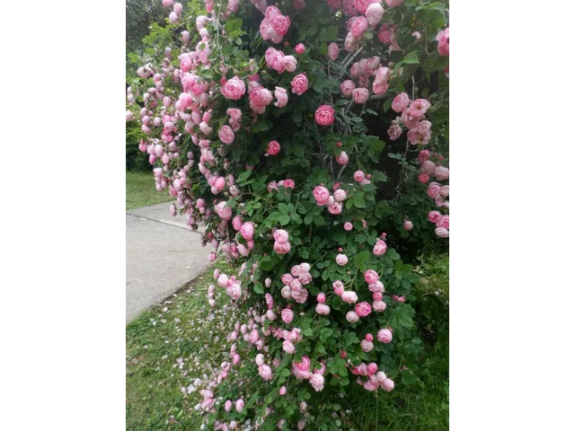 薔薇 'Raubritter'