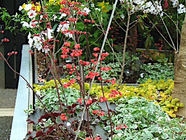 Heuchera sanguinea