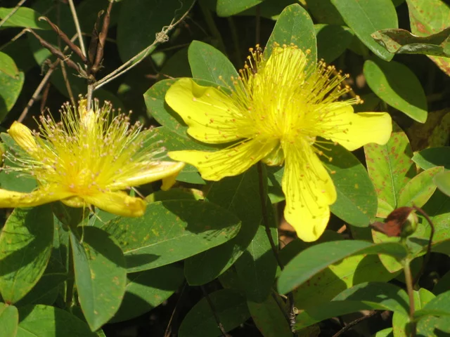 Hypericum calycinum