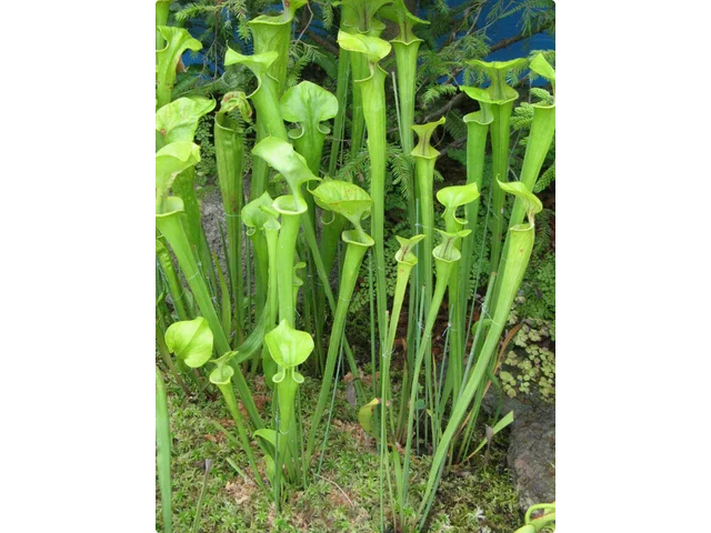 Sarracenia flava