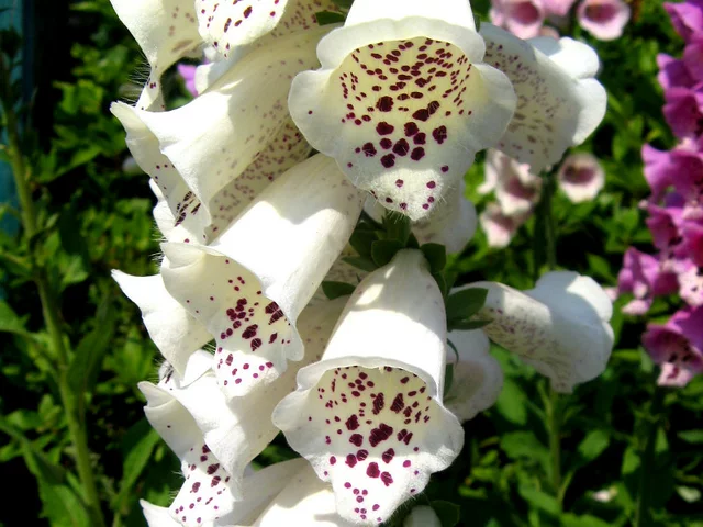 Digitalis