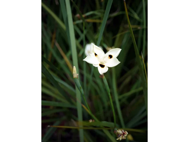 Dietes bicolor