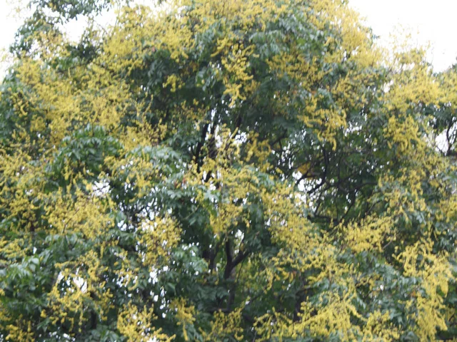 Chinese flame tree