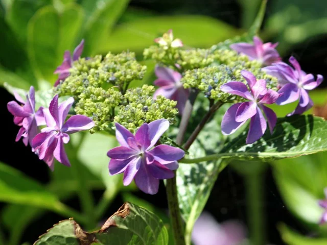 額绣球花 “波斯花束拉拉”
