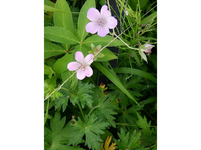 白山老鹳草