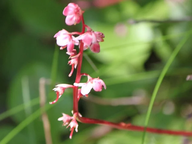 Pyrola alpina