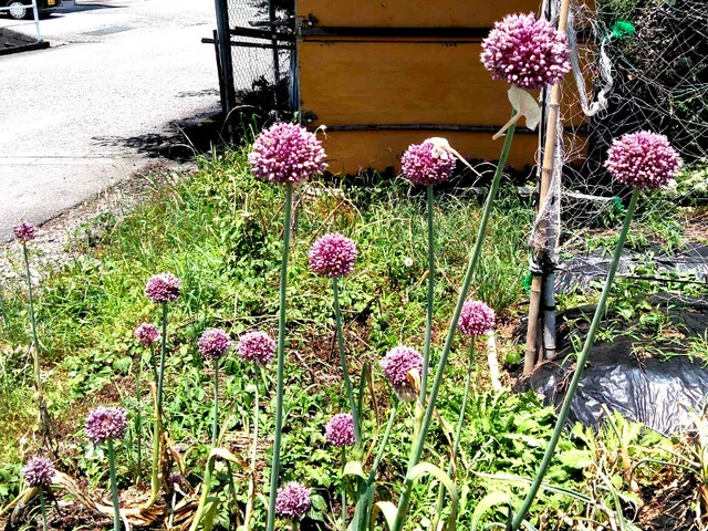 Garlic