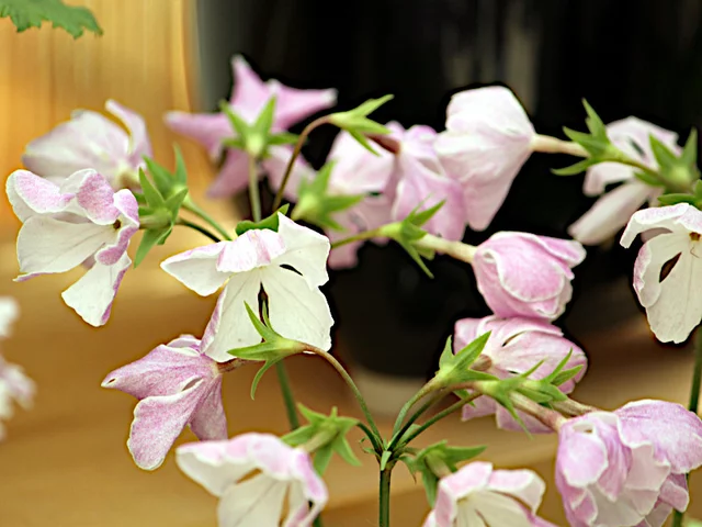櫻草 '东太'
