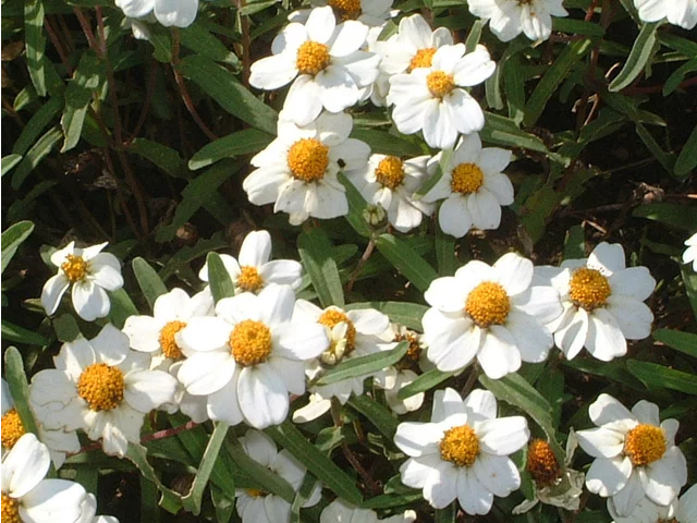小百日草