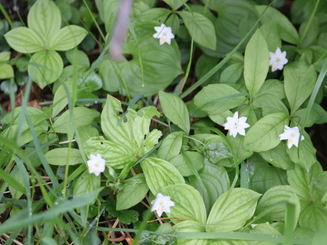 Trientalis Europaea
