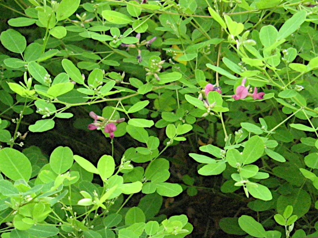 Lespedeza thunbergii var. satsumensis