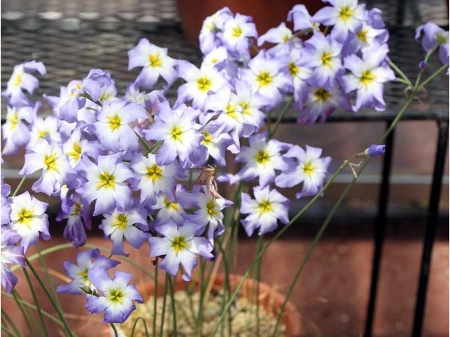 Leucocoryne ixioides