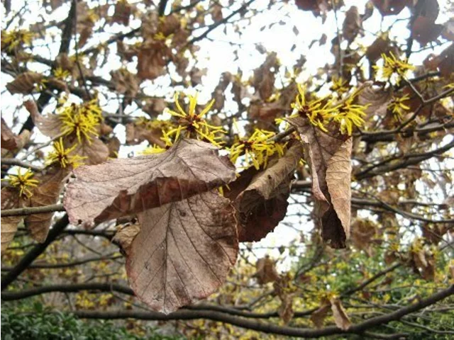 Chinese witch hazel