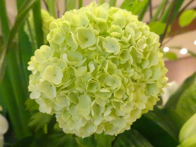 Viburnum snowball