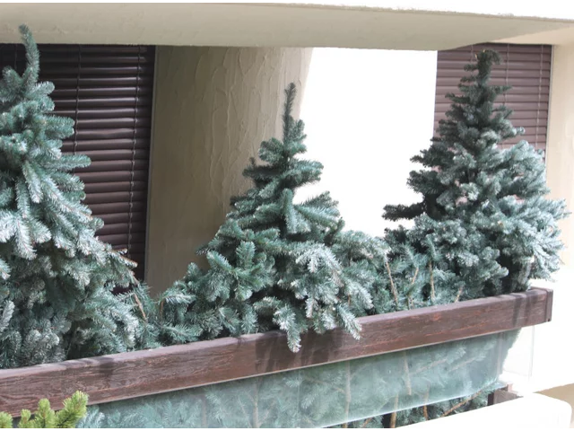 藍雲杉 'hopsie' Picea pungens