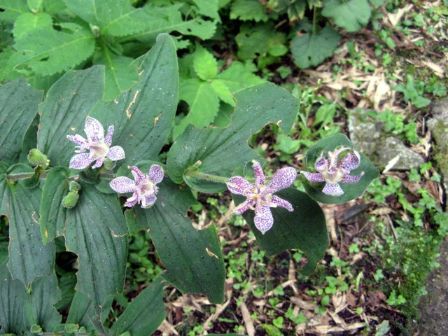 Tricyrtis macropoda