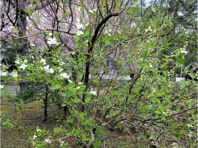 pearlbush, common pearlbush