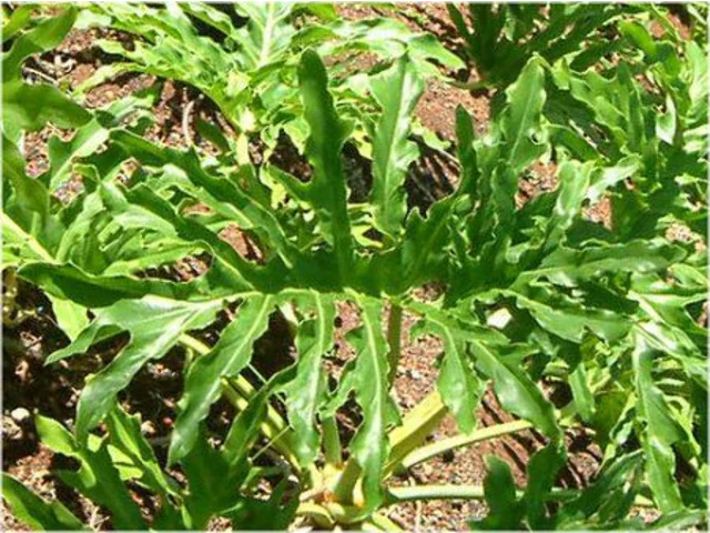 Philodendron selloum