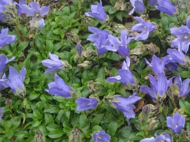 Oyobe gikyo