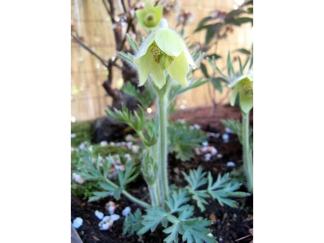 Pulsatilla vulgaris