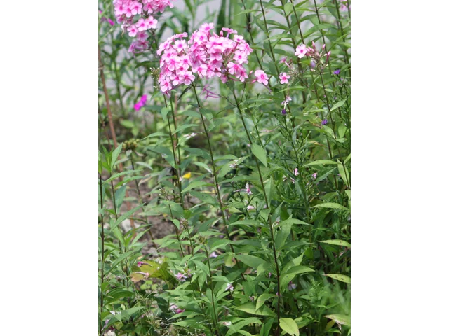 Phlox paniculata