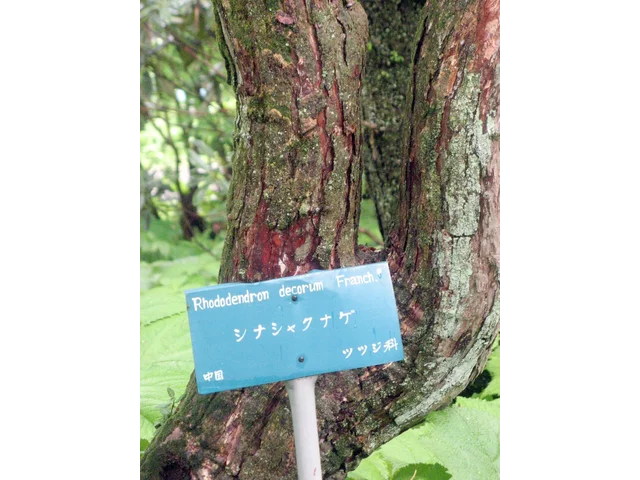 Rhododendron decorum