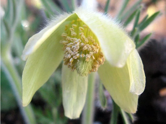 Pulsatilla vulgaris