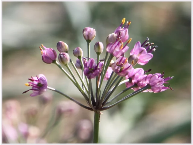 Allium chinense