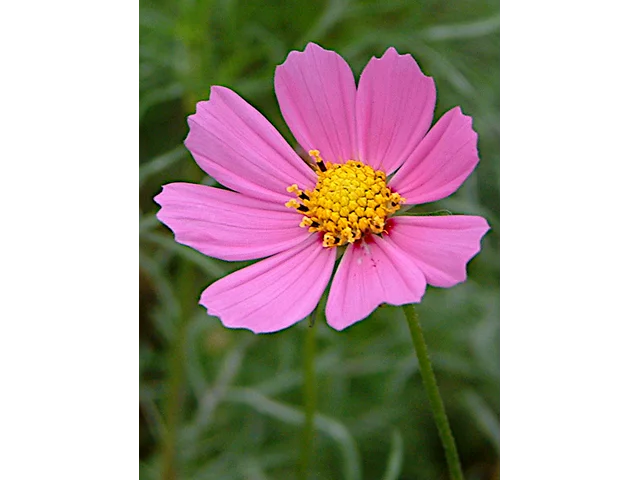 Cosmos