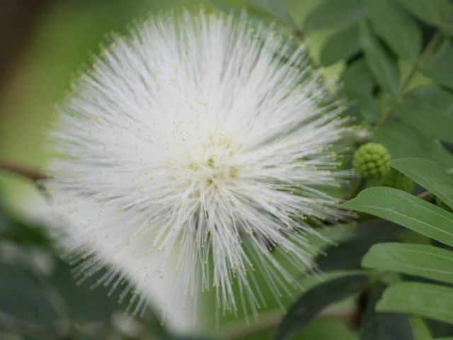 白缨花