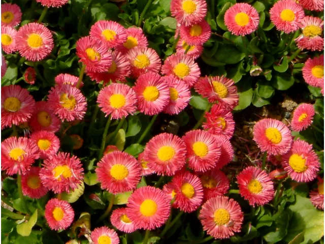 雏菊